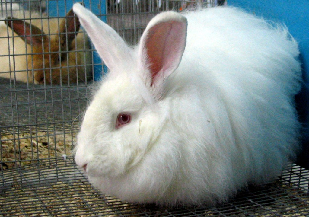 Rabbit: The Lean Protein Native Americans Preferred (image credits: flickr)