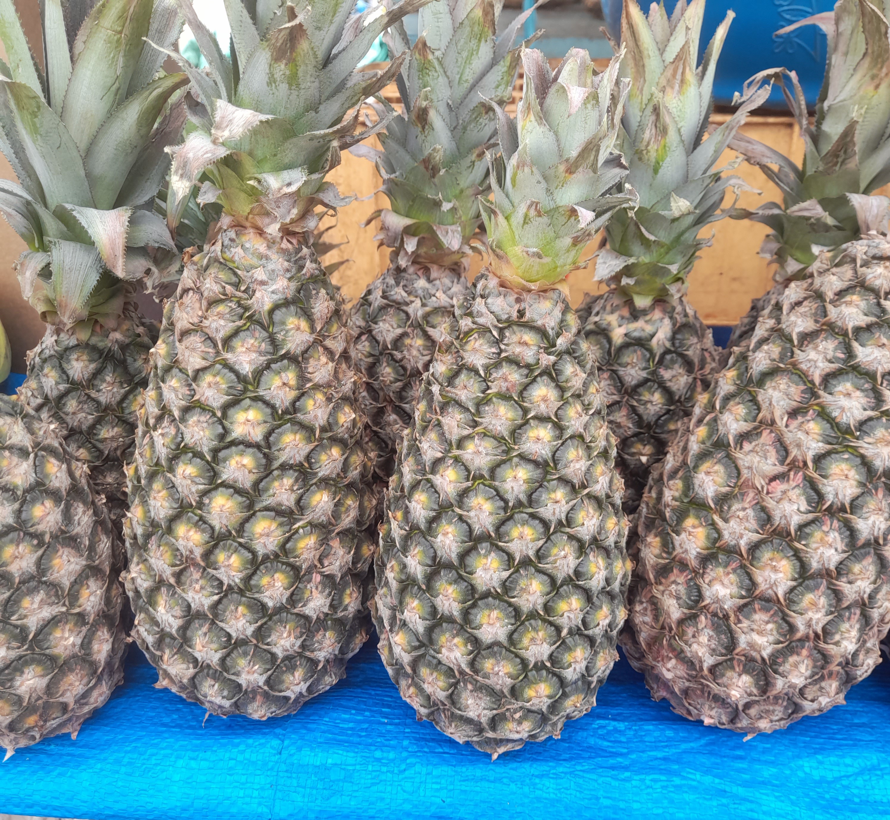 Pineapples (image credits: wikimedia)