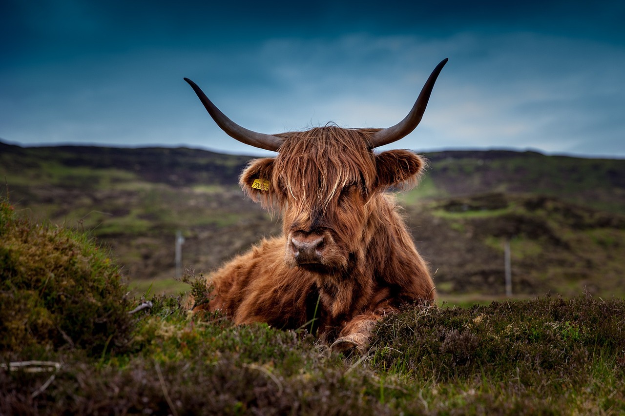 The Science of Cattle Digestion and Climate (image credits: pixabay)