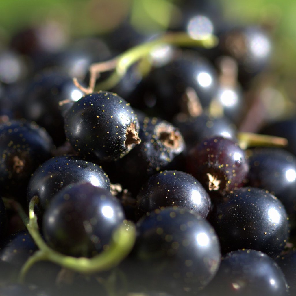 Black Currants: The Antioxidant Powerhouses (image credits: flickr)