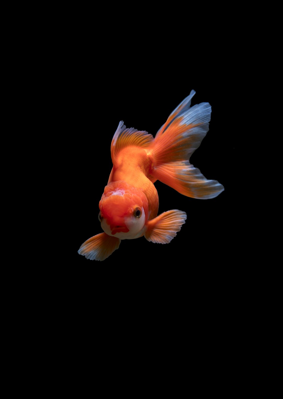 Rainbow Trout: Omega-3 Rich Delight (image credits: unsplash)