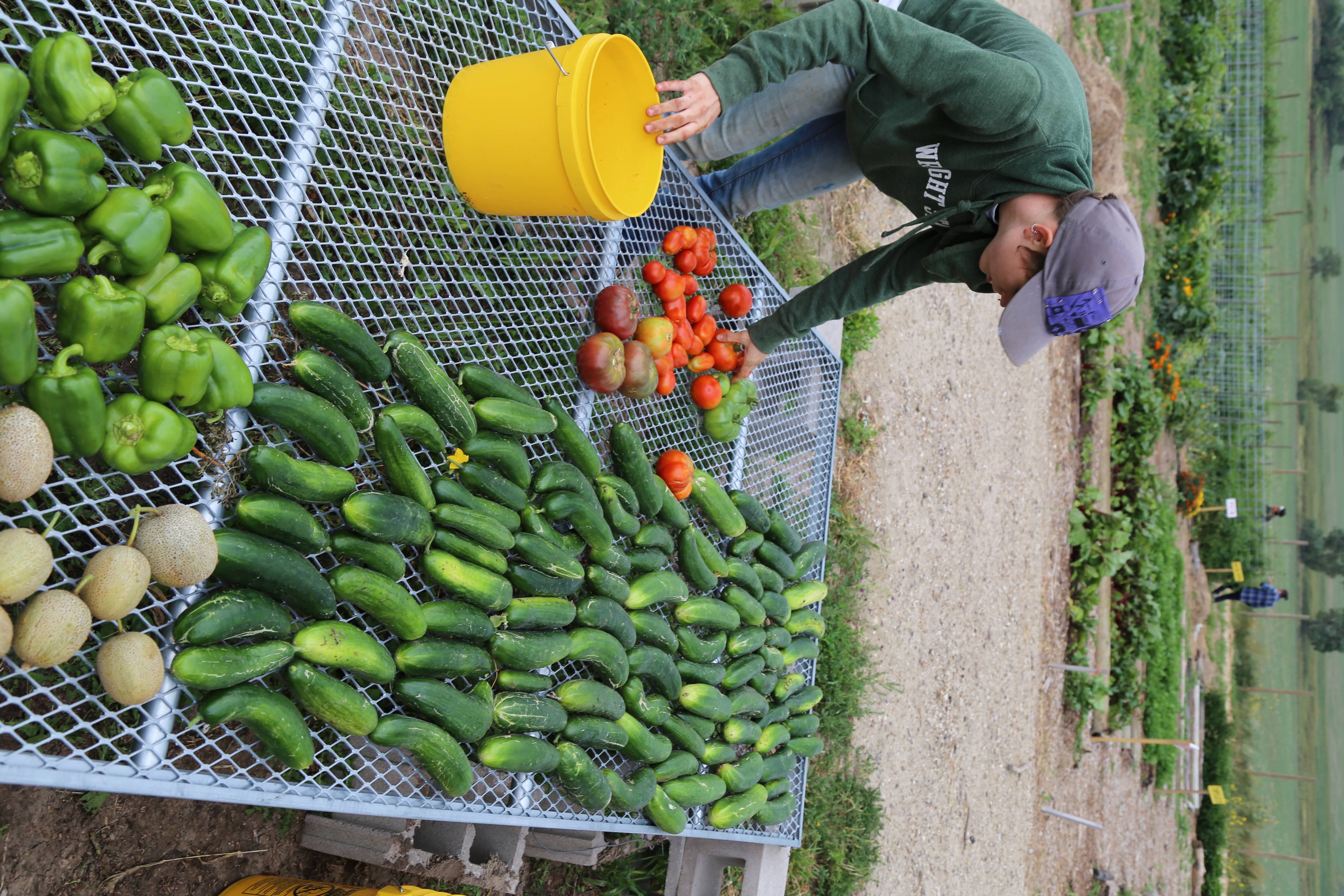 The Psychological Premium (image credits: wikimedia)