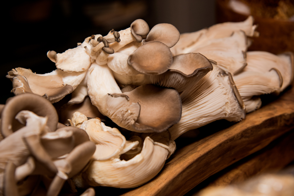Mushrooms (Image Credits: Stocksnap)