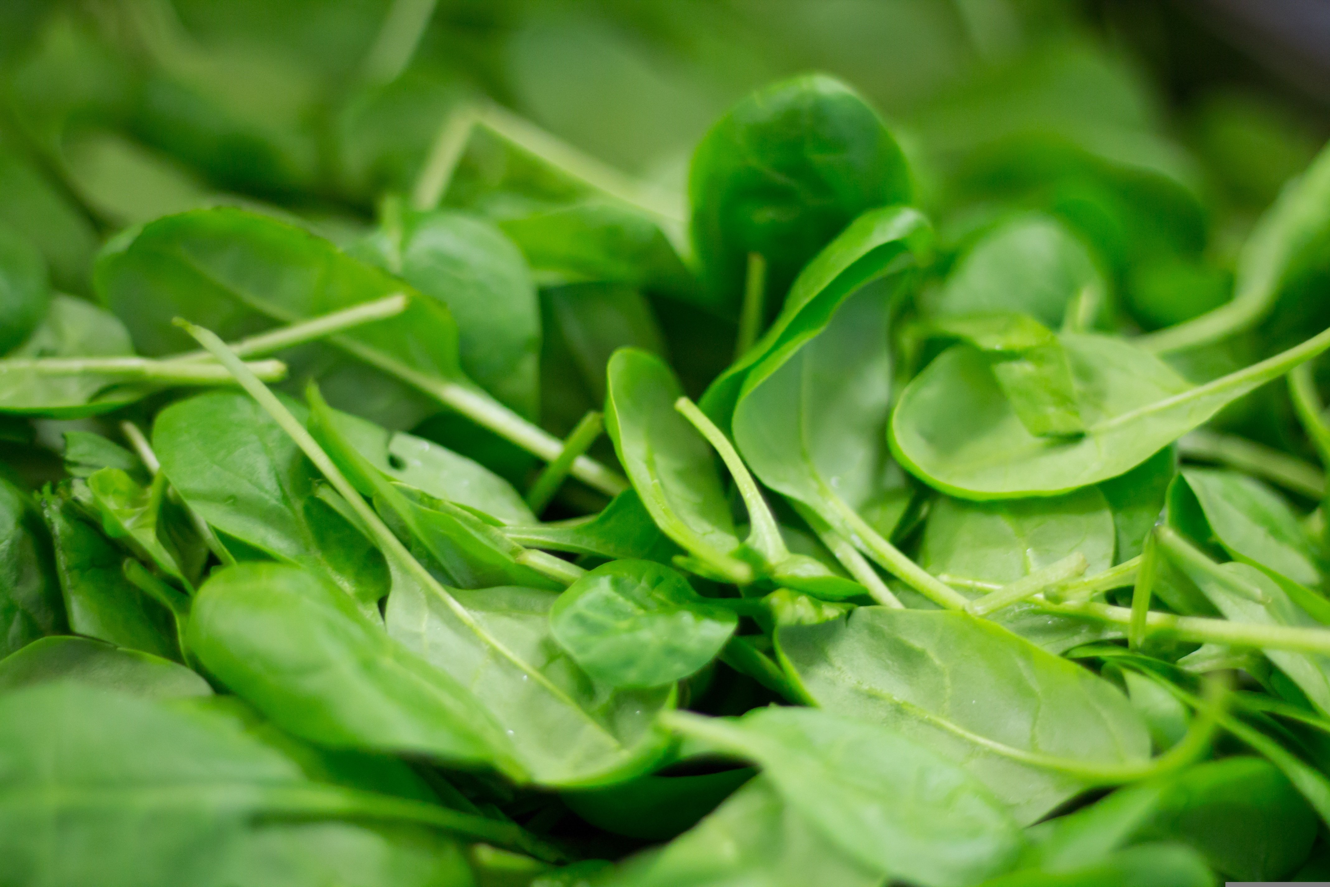 1. Spinach: The Iron-Rich Powerhouse (image credits: wikimedia)