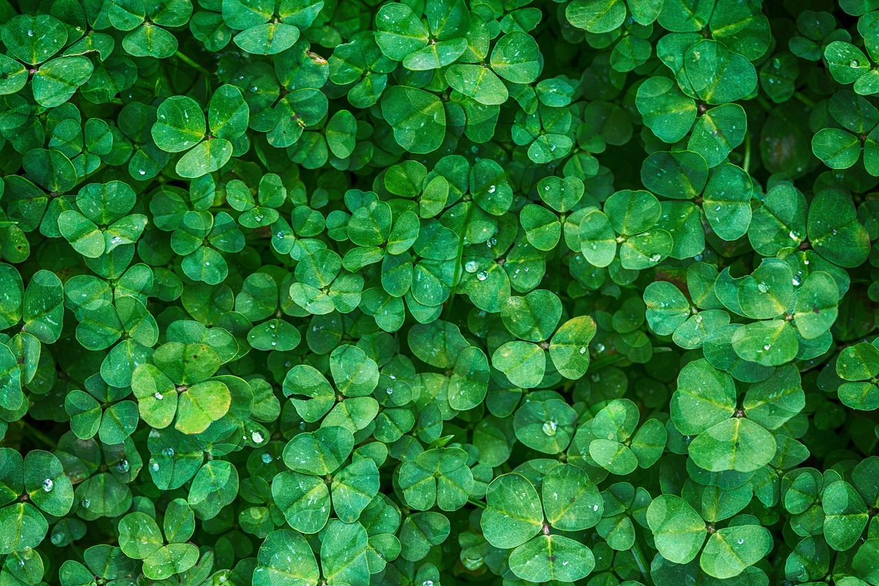 Leafy Greens: The Unexpected Omega-3 Contributors (image credits: pixabay)