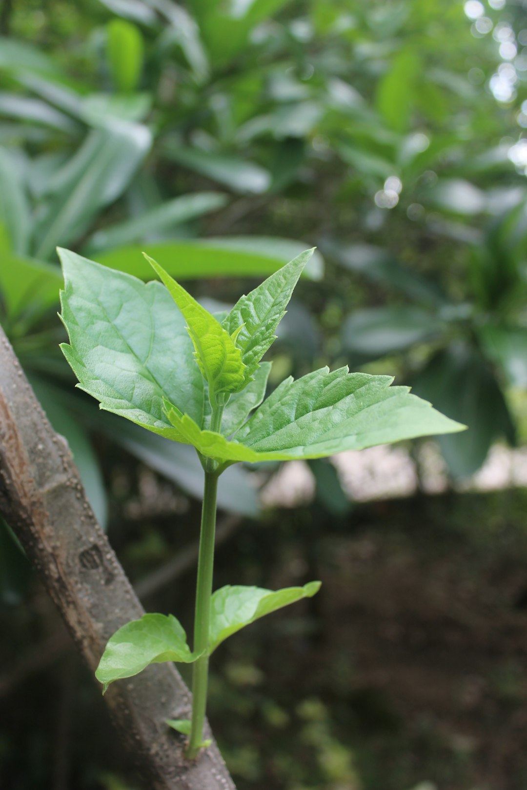 Stevia: Plant-Based Sweetness Under Scientific Scrutiny (image credits: unsplash)