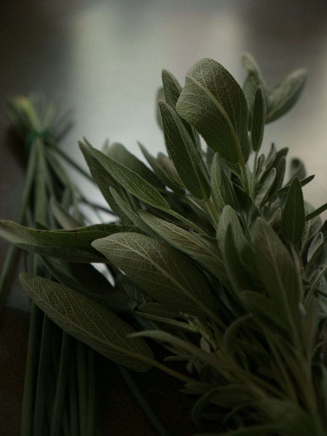 Herbs: Nature's Flavorful Gift (image credits: unsplash)