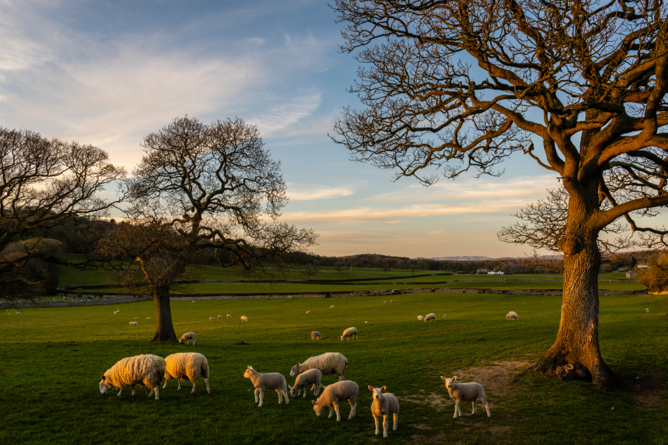Where Your Food Really Comes From: The Hidden Supply Chain (Image Credits: Stocksnap)