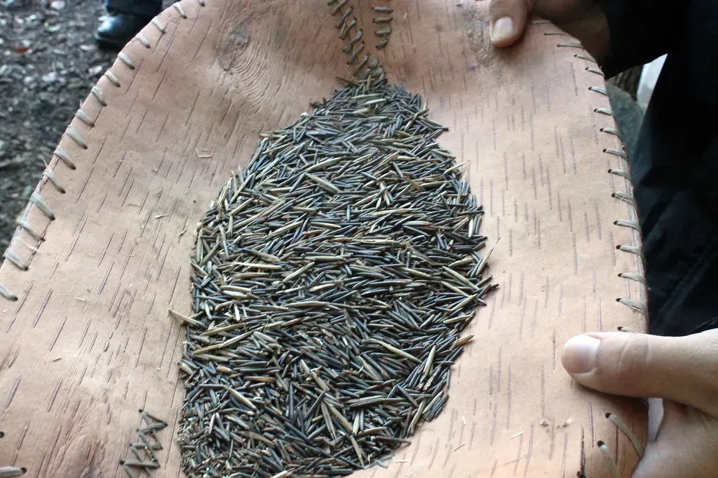 Manoomin Anishinaabe Wild Rice (Image Credits: Flickr)