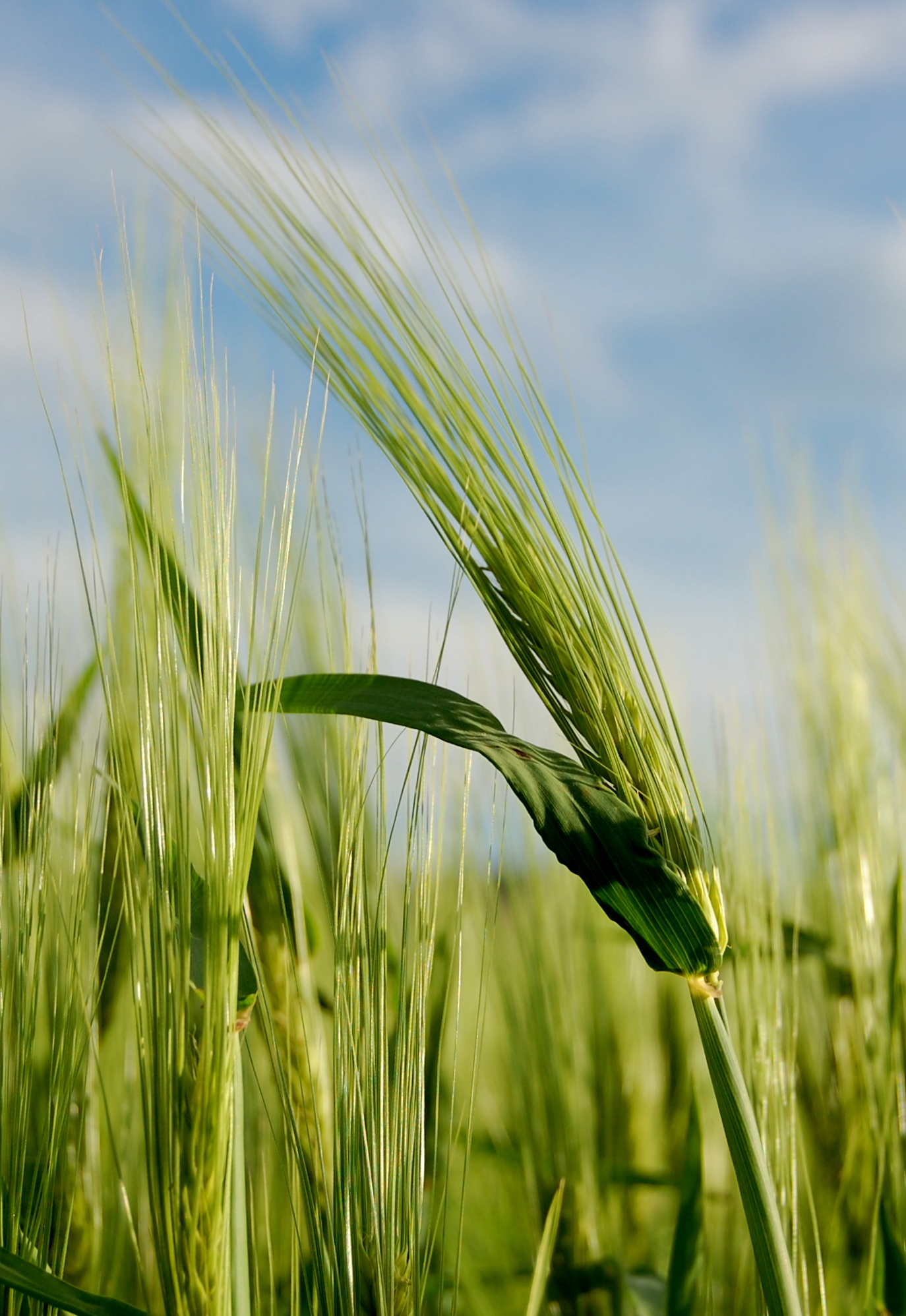 Barley (image credits: wikimedia)