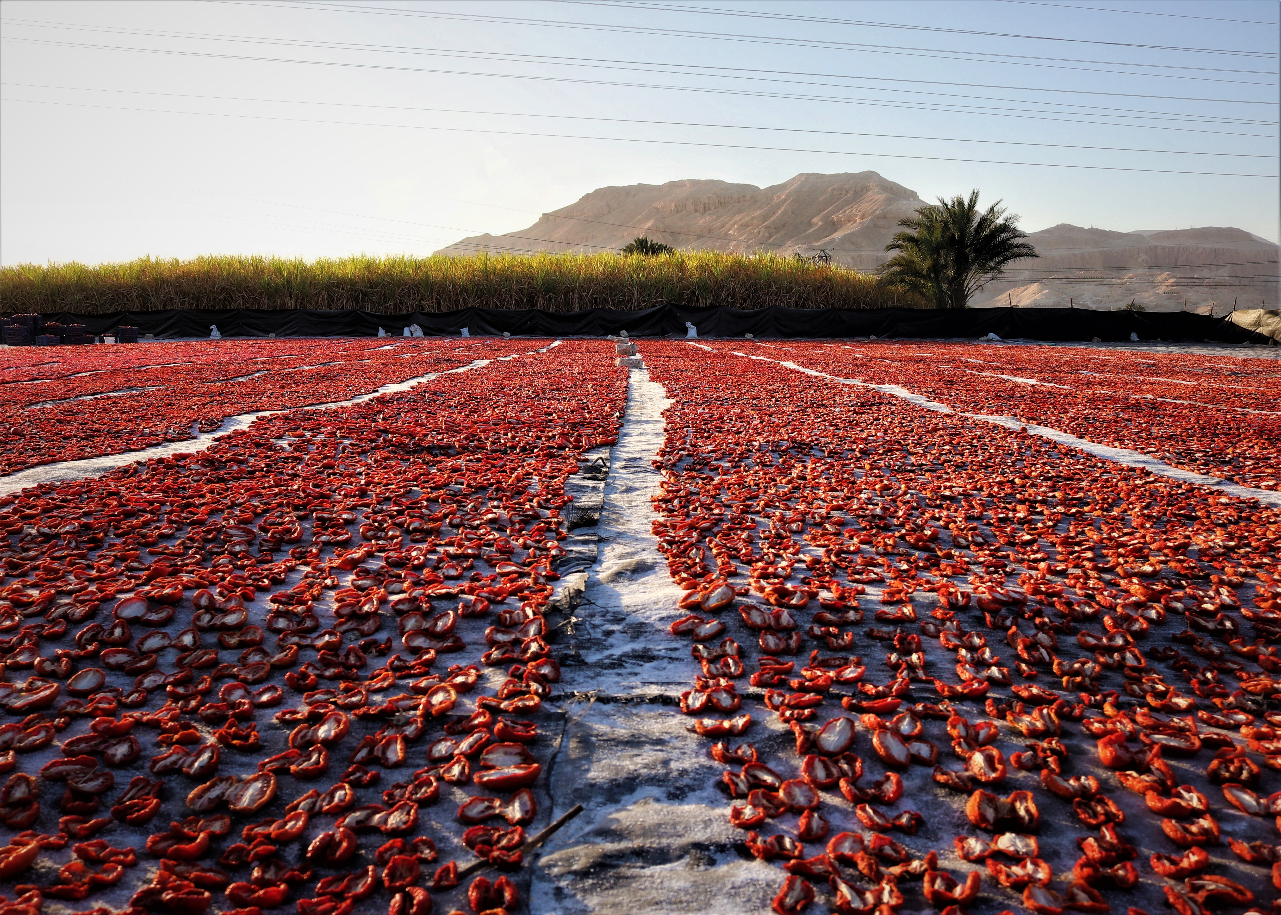 Flavor Explosion: Tangy, Sweet, and Savory in Every Bite (image credits: wikimedia)