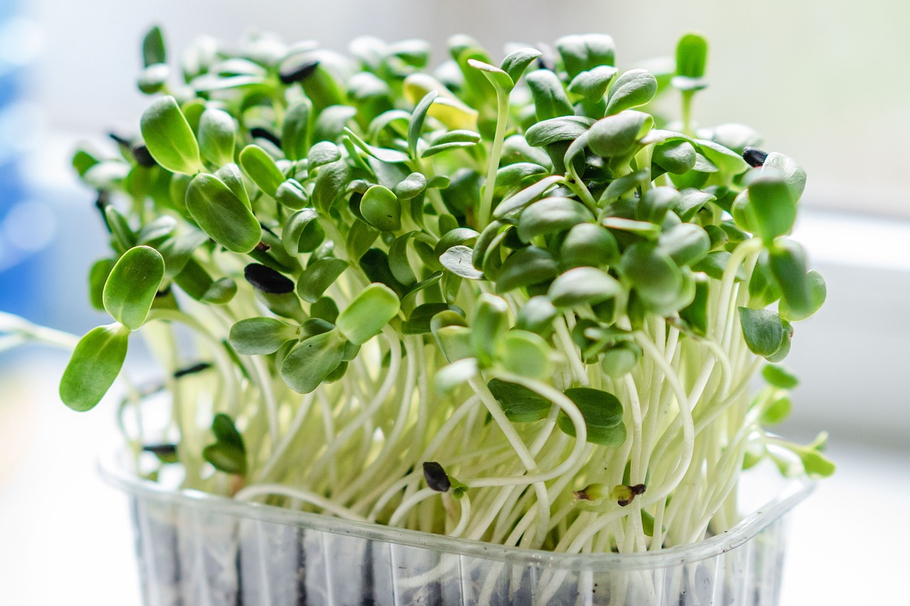 Microgreens - Tiny Plants with Giant Potential (image credits: pixabay)