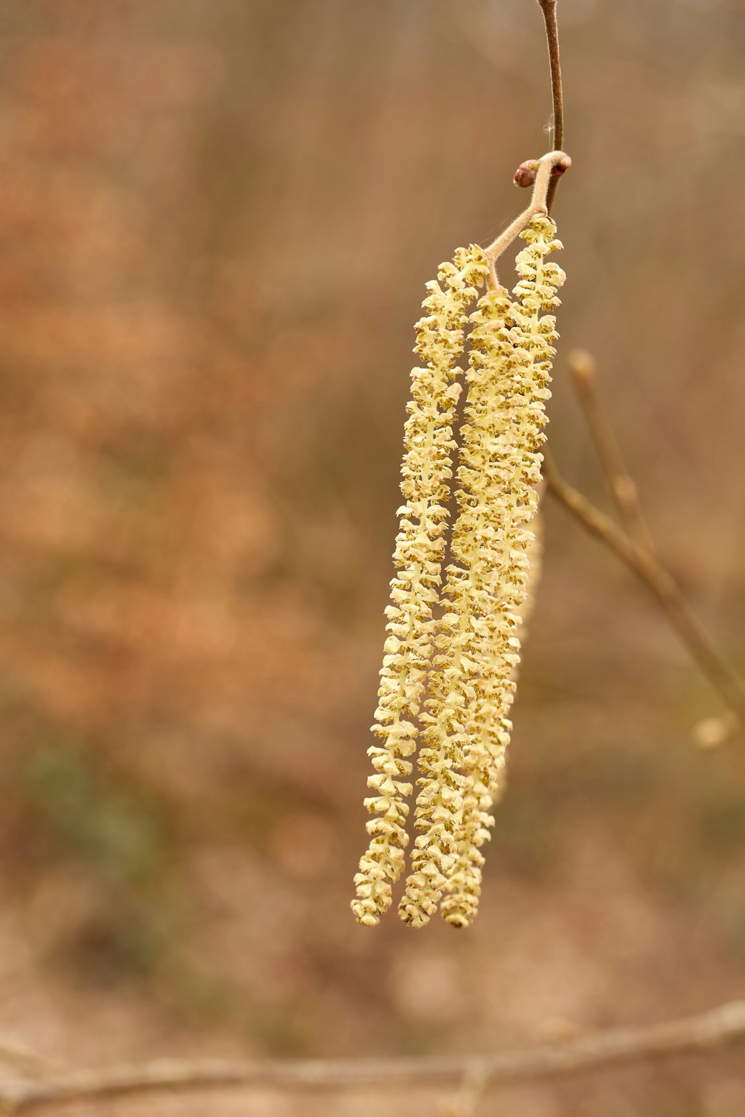 Millet: The Comeback Kid of Climate-Smart Farming (image credits: unsplash)
