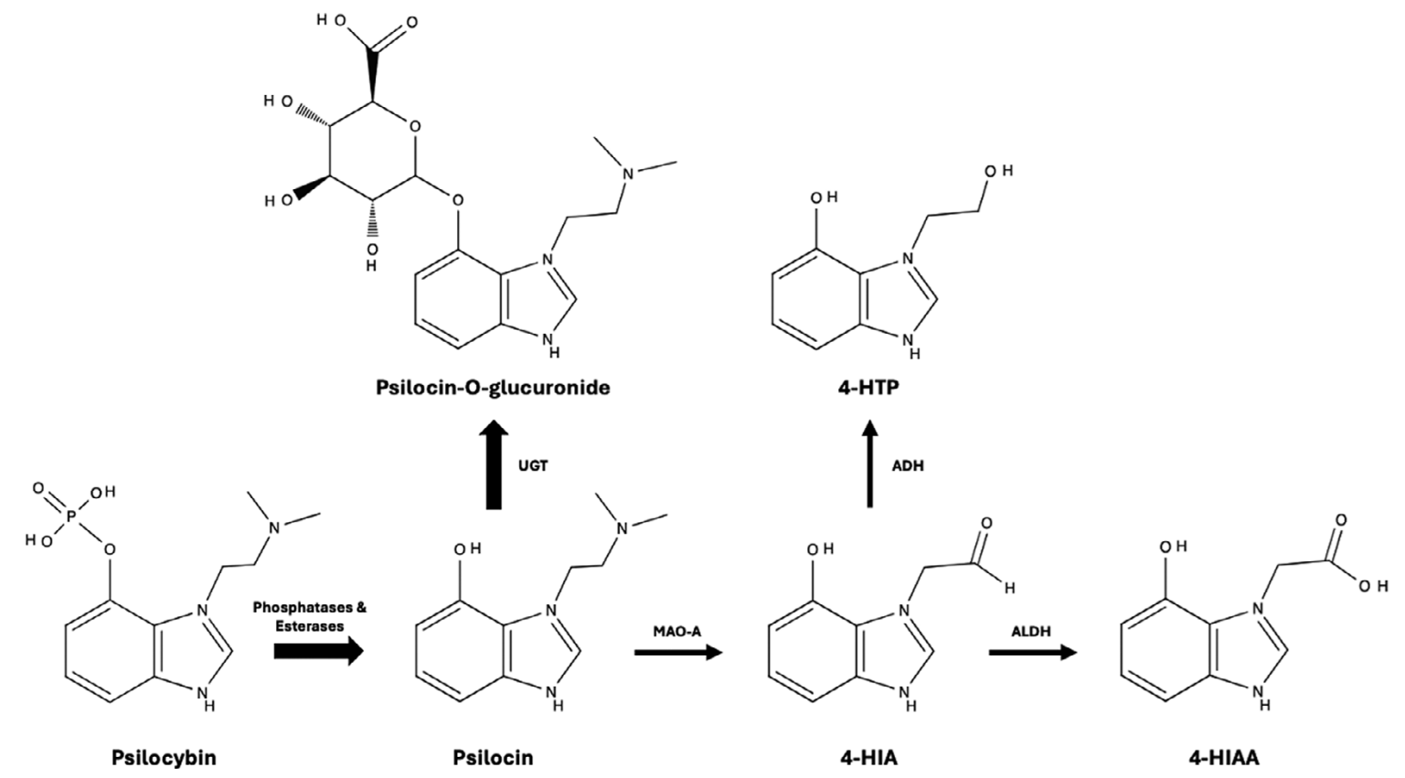 The Impact of Metabolism (image credits: wikimedia)