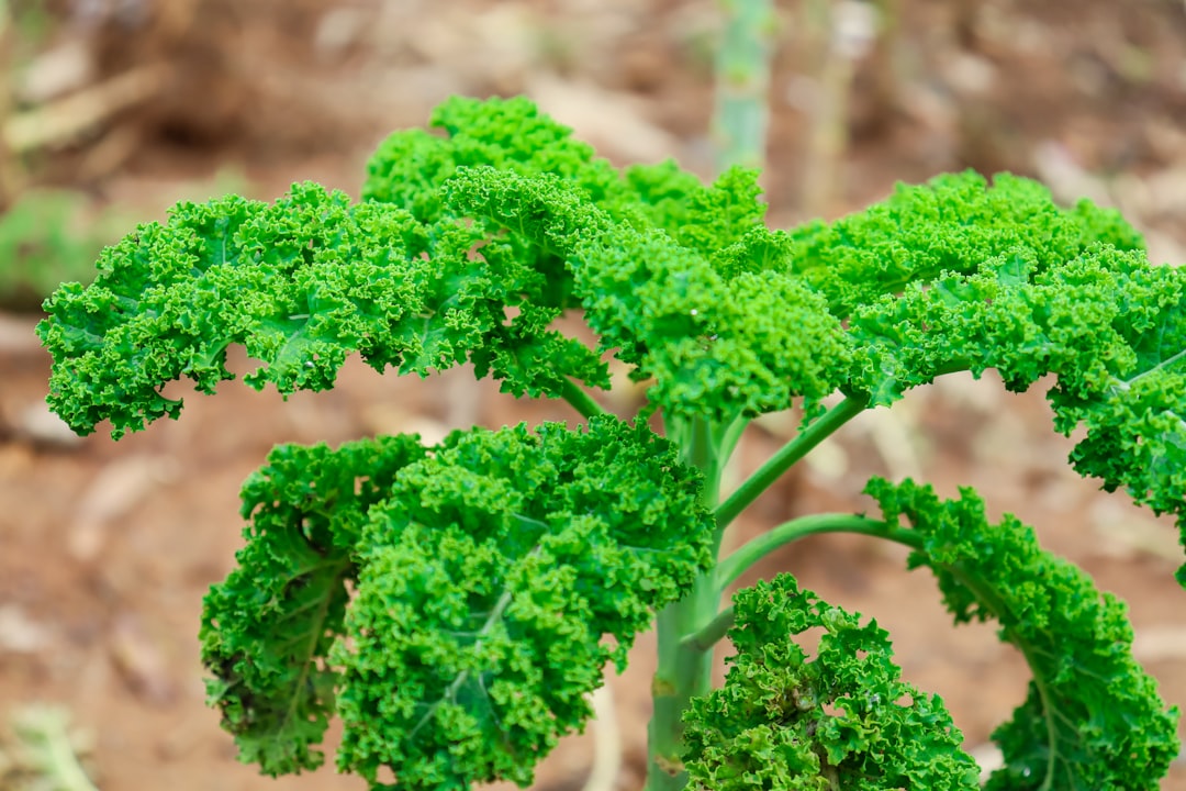 Kale: The Undisputed King of the Vegetable Kingdom (image credits: unsplash)