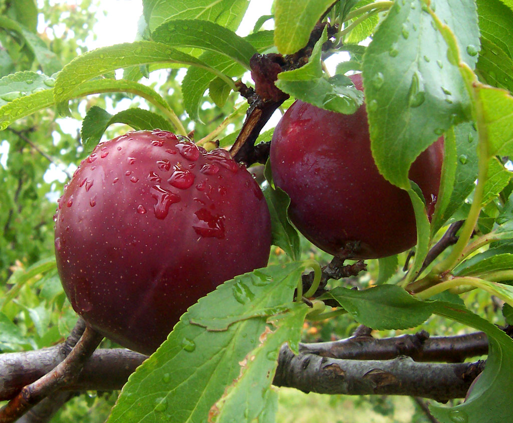 Plums: The Low-Calorie Sweet Treat (image credits: wikimedia)