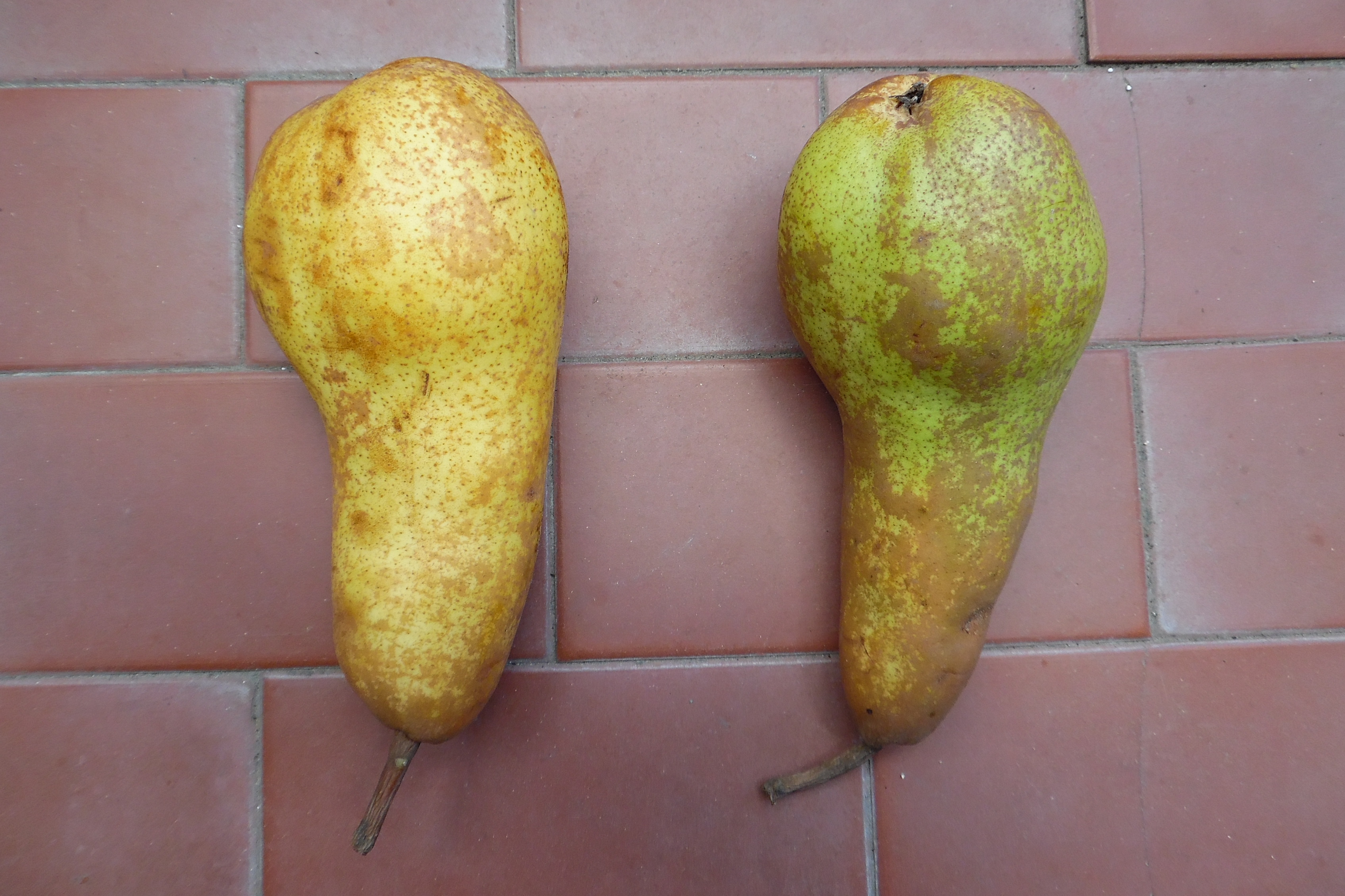 The Ethylene Effect Behind Rapid Ripening (image credits: wikimedia)