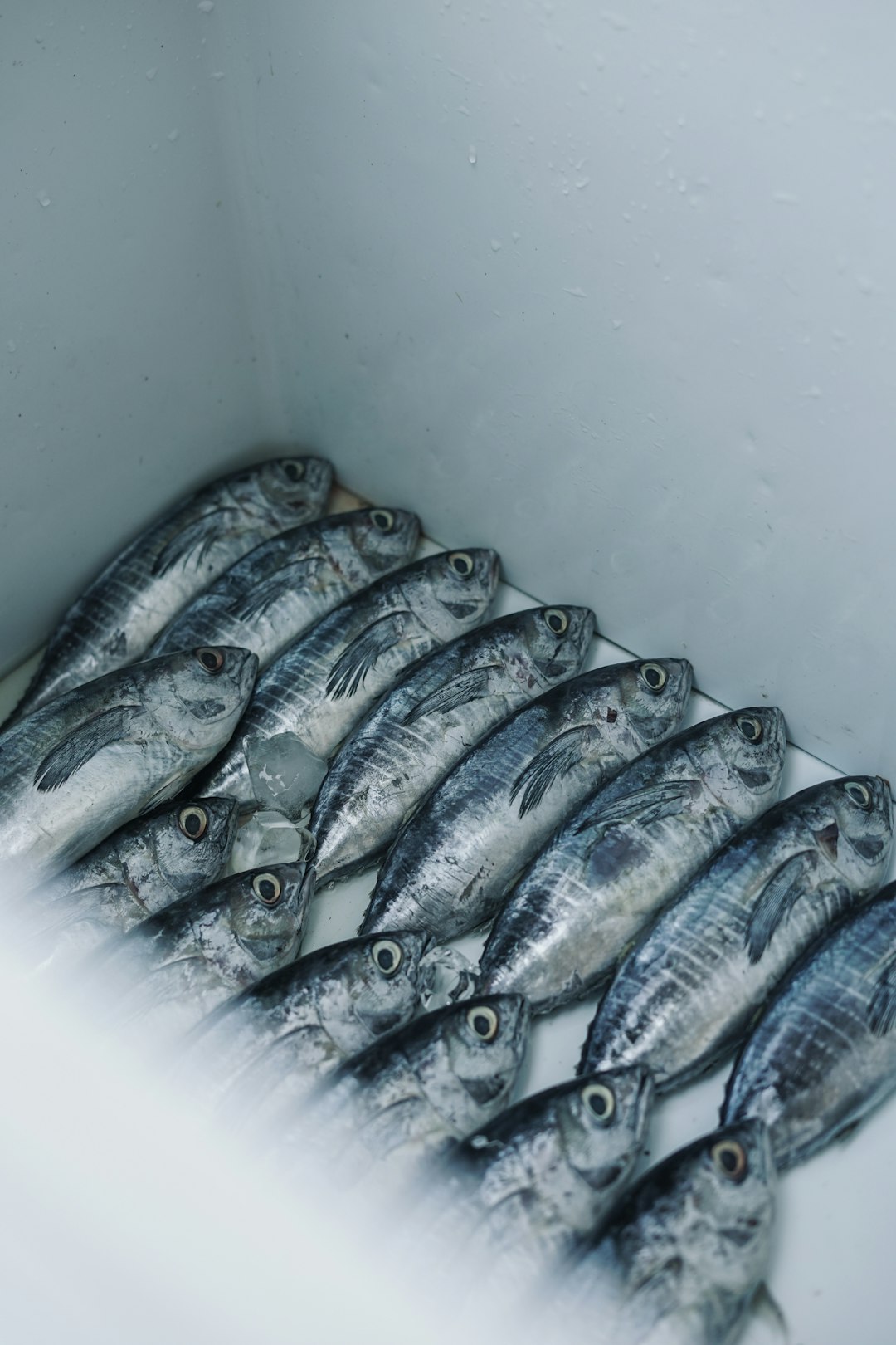 Overfishing: The Hidden Crisis (image credits: unsplash)