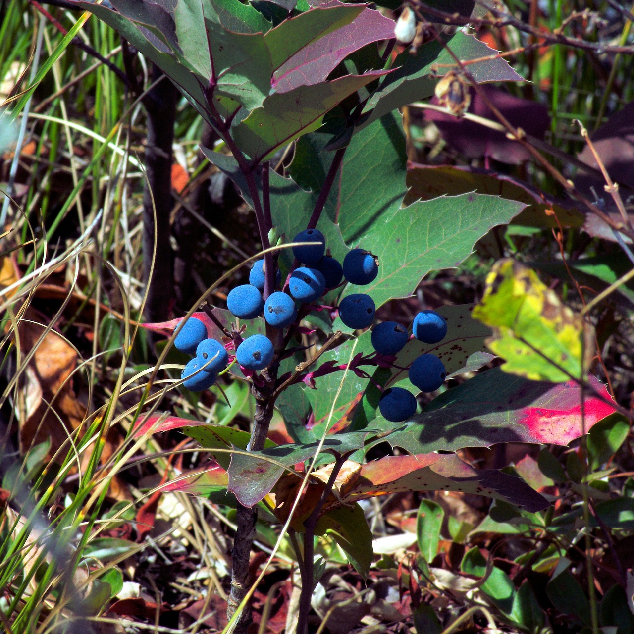 Huckleberries: The Wild Antioxidant Rich Berry (image credits: pixabay)