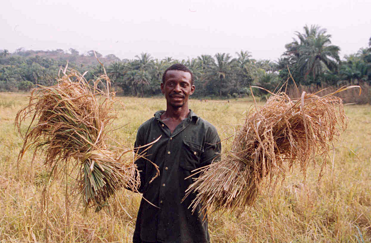 Sierra Leone: Rice Culture and Food Security (Image Credits: Wikimedia)