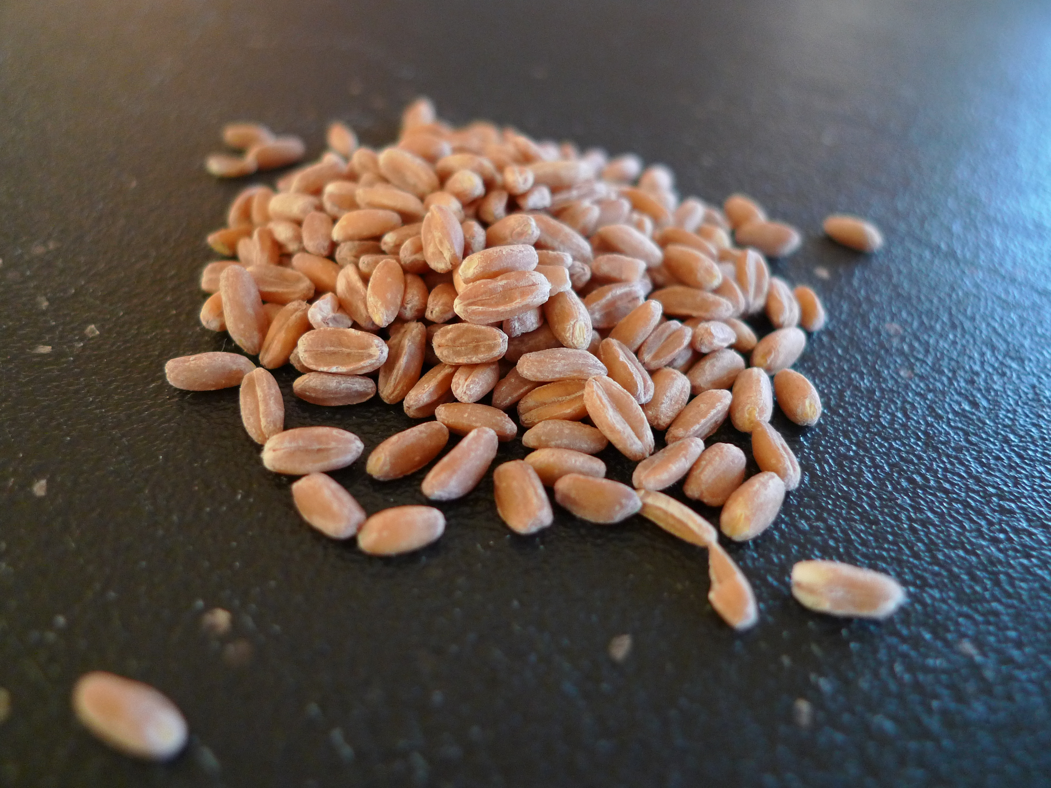 The Nutritional Benefits of Spelt (image credits: wikimedia)