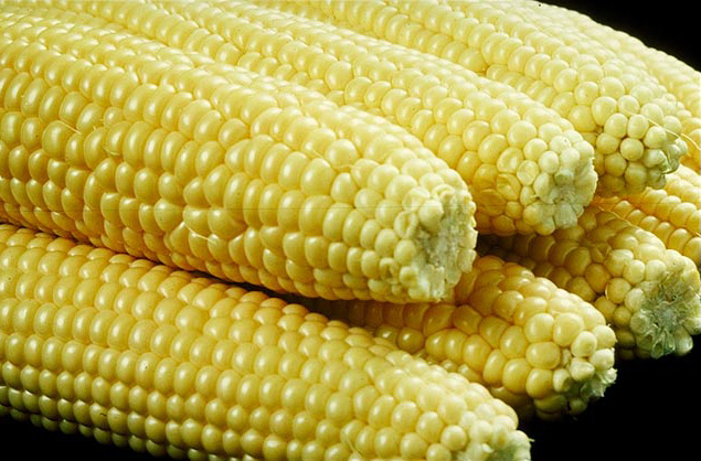 Corn: The Sweet Staple (image credits: wikimedia)
