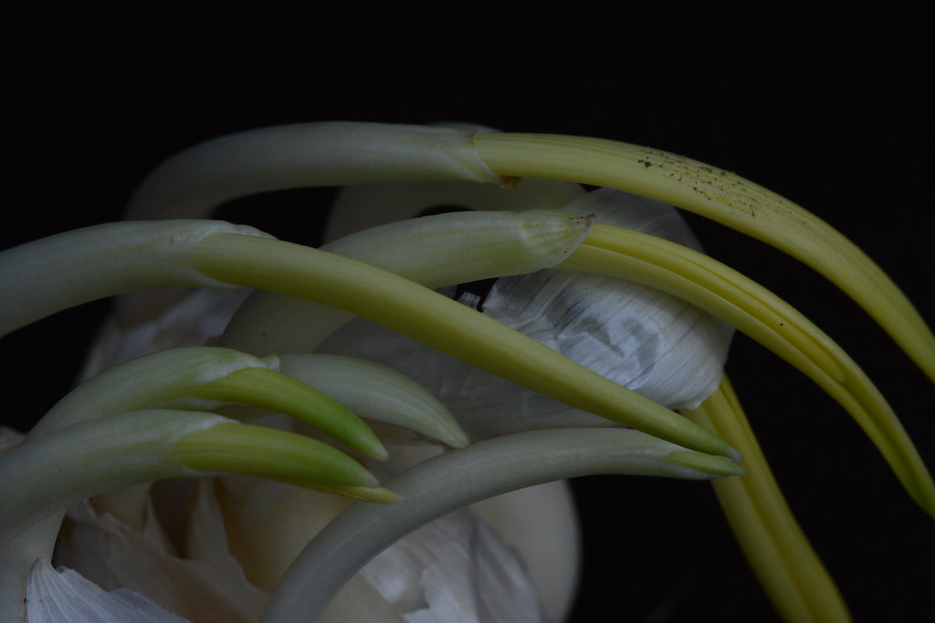 Garlic Becomes Rubbery and Sprouts Green Shoots (Image Credits: Flickr)