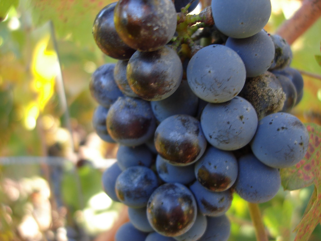 Blood Sugar Management Wonder (image credits: flickr)