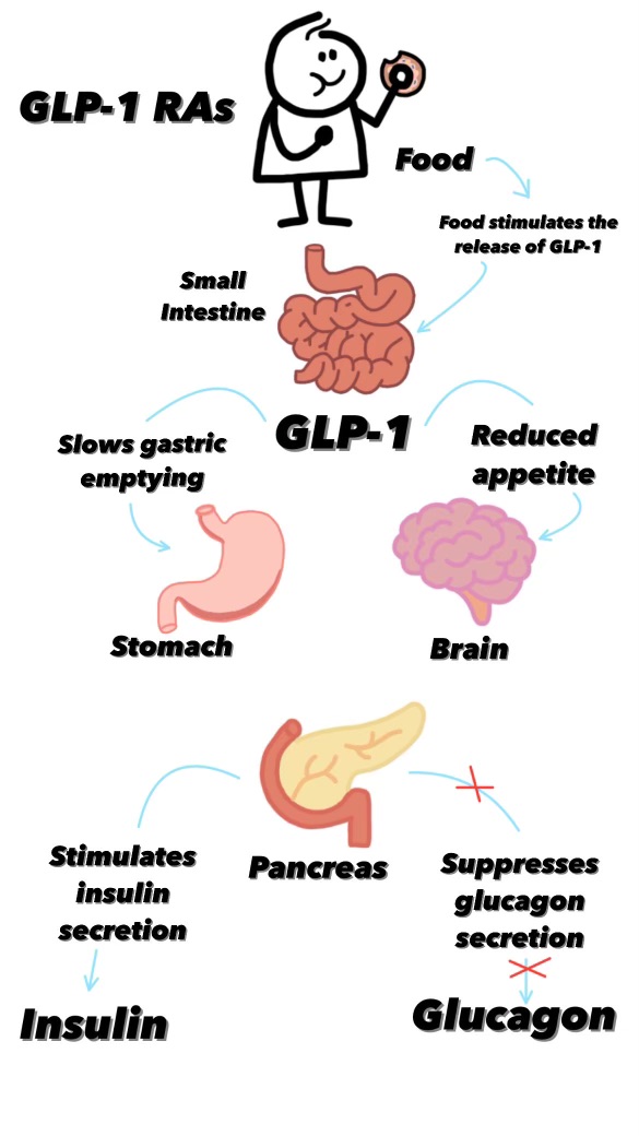 Appetite Fluctuations (image credits: wikimedia)