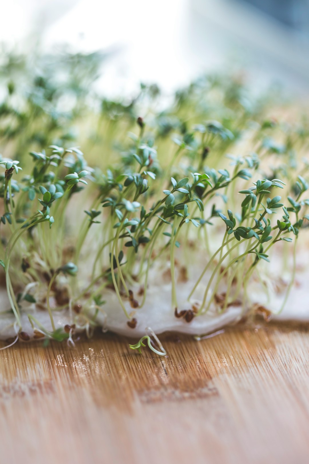 Watercress (image credits: unsplash)