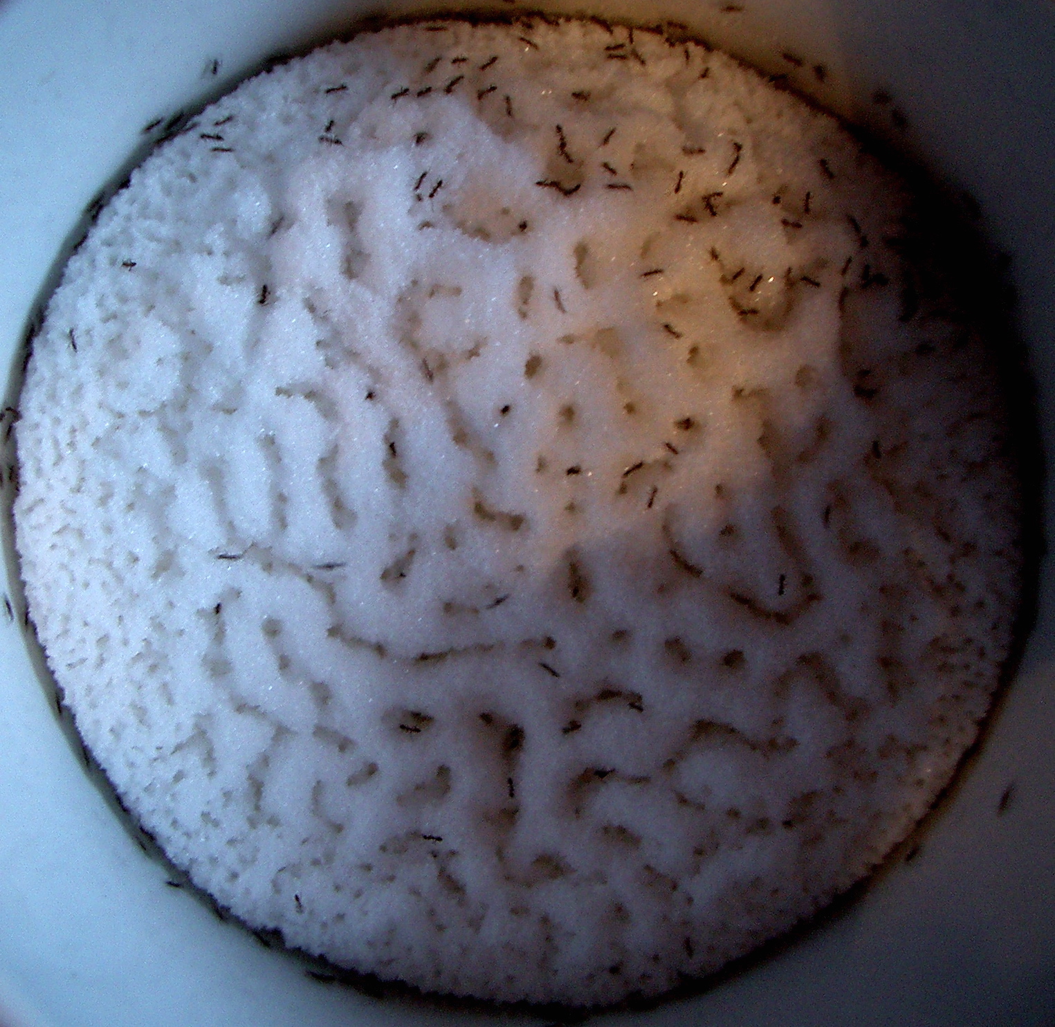 How Sugar Sneaks Up on the Brain (image credits: wikimedia)
