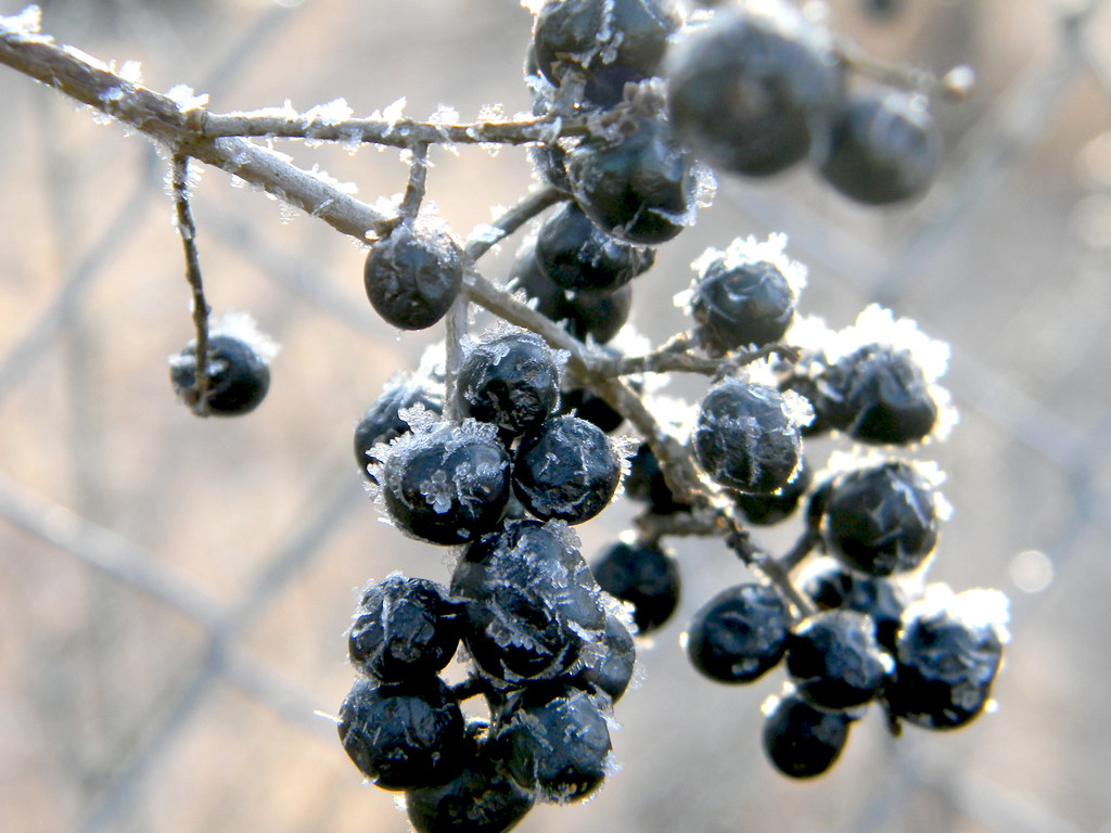 Getting the Most from Your Frozen Superfood Arsenal (image credits: flickr)