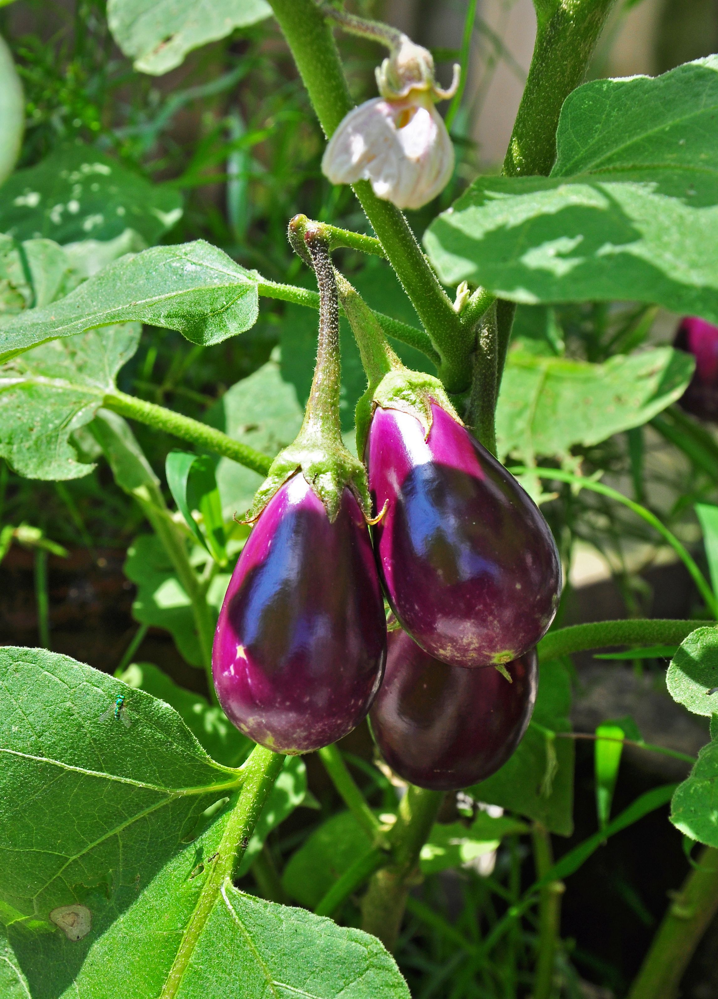 Eggplant: The Unsung Hero (image credits: wikimedia)