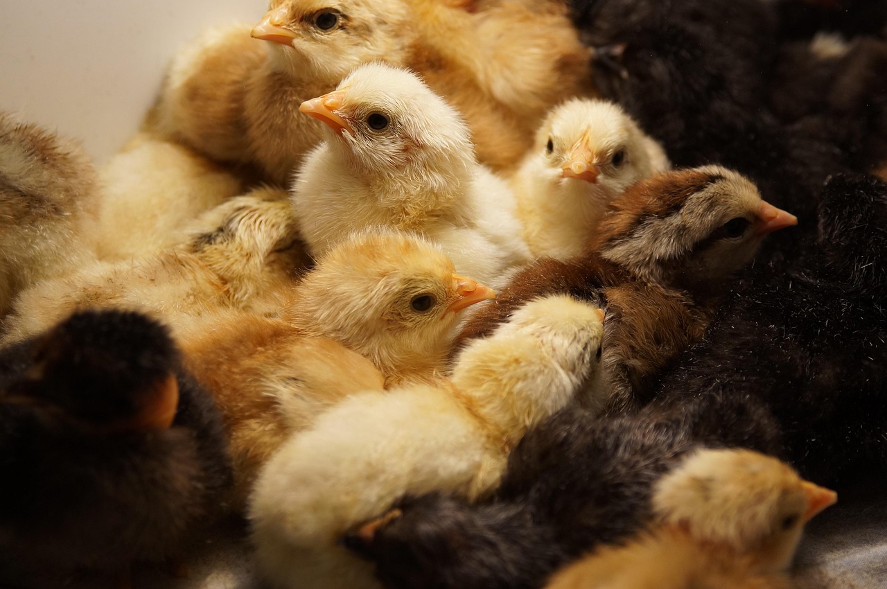 Lean White Poultry: A Heart-Friendly Choice (image credits: pixabay)