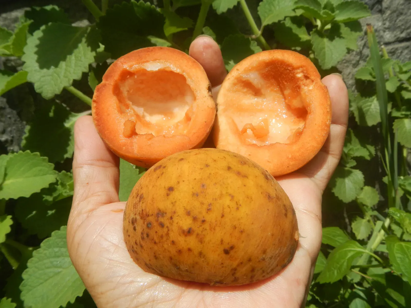 Fruit Scraps and Peels (Image Credits: Wikimedia)