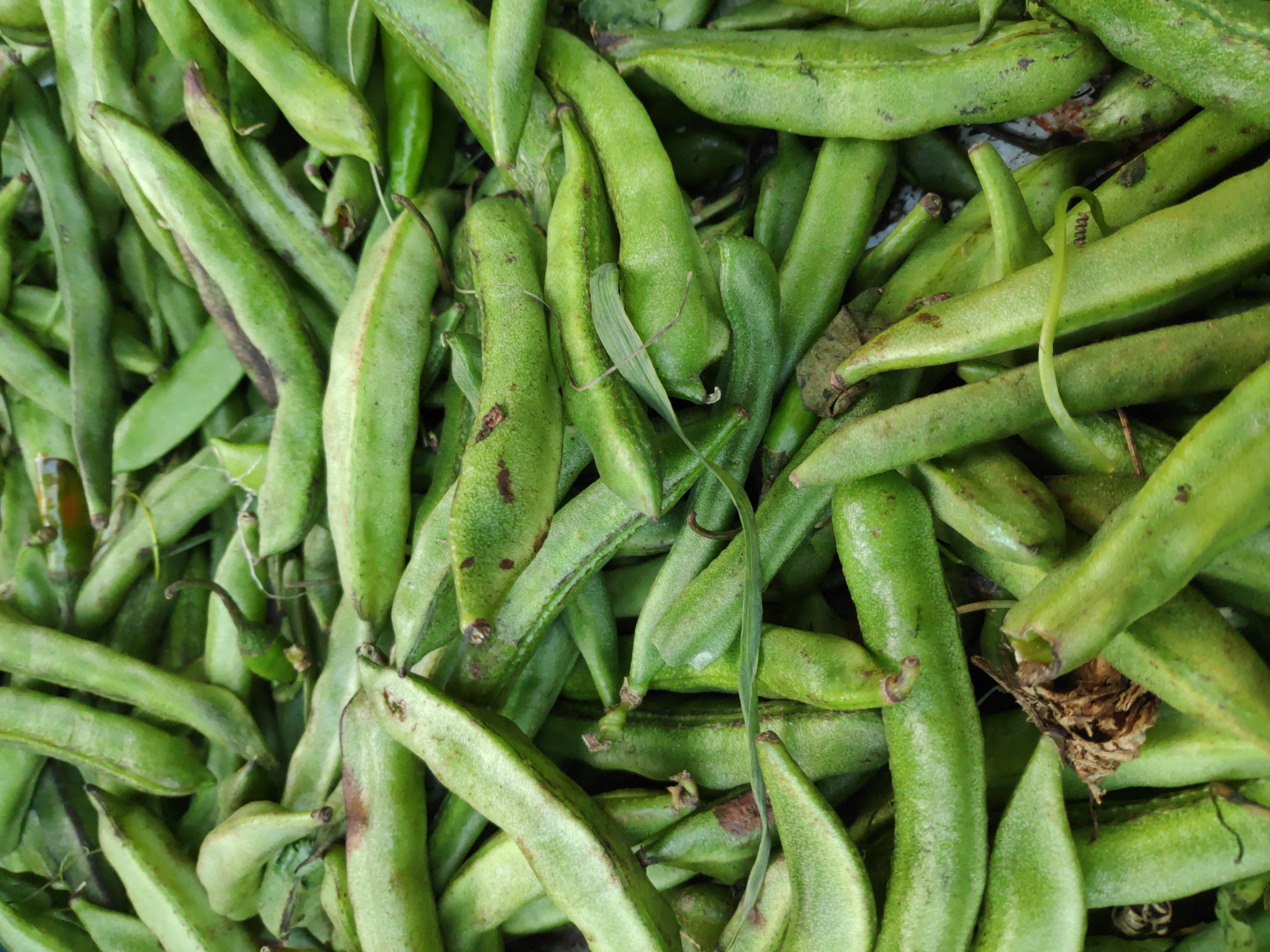 15. Green Beans: Common, Yet Exceptionally Rich (image credits: wikimedia)