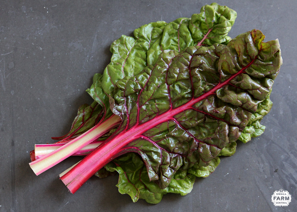 Swiss Chard Earns Third Position (Image Credits: Flickr)