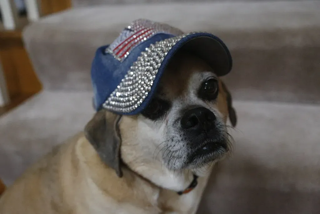 Large Pet Remains (Image Credits: Flickr)