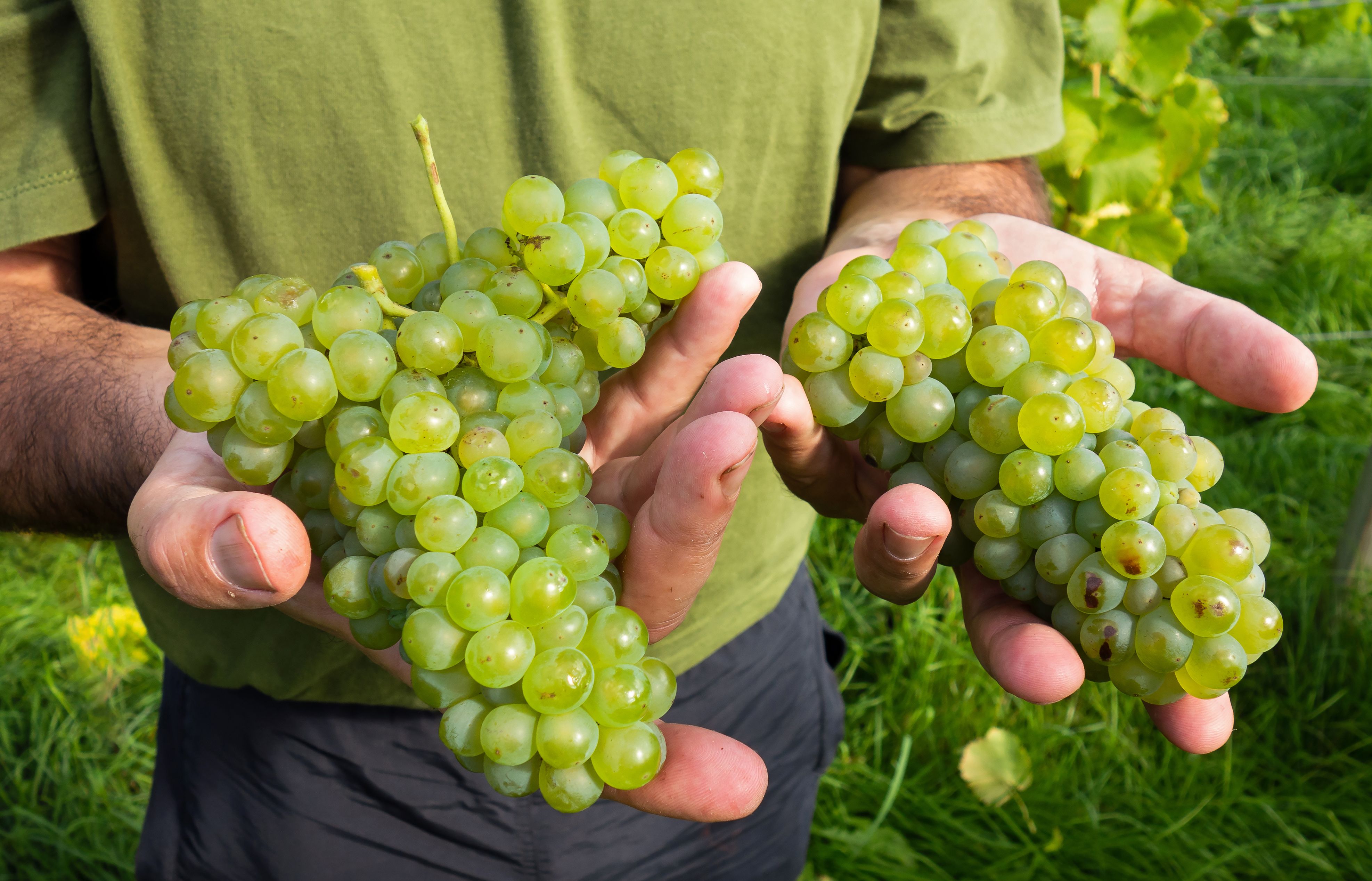 Grapes: Small Fruit with Powerful Effects (image credits: wikimedia)