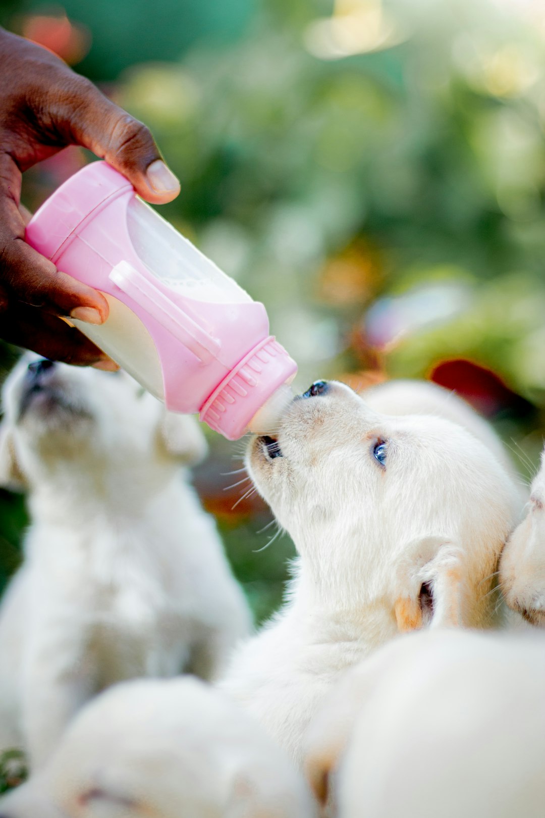 Dairy Products: Not Always a Safe Treat (image credits: unsplash)