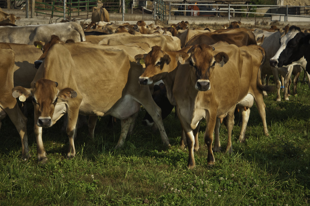 Meat and Poultry: The Antibiotic Crisis (image credits: flickr)