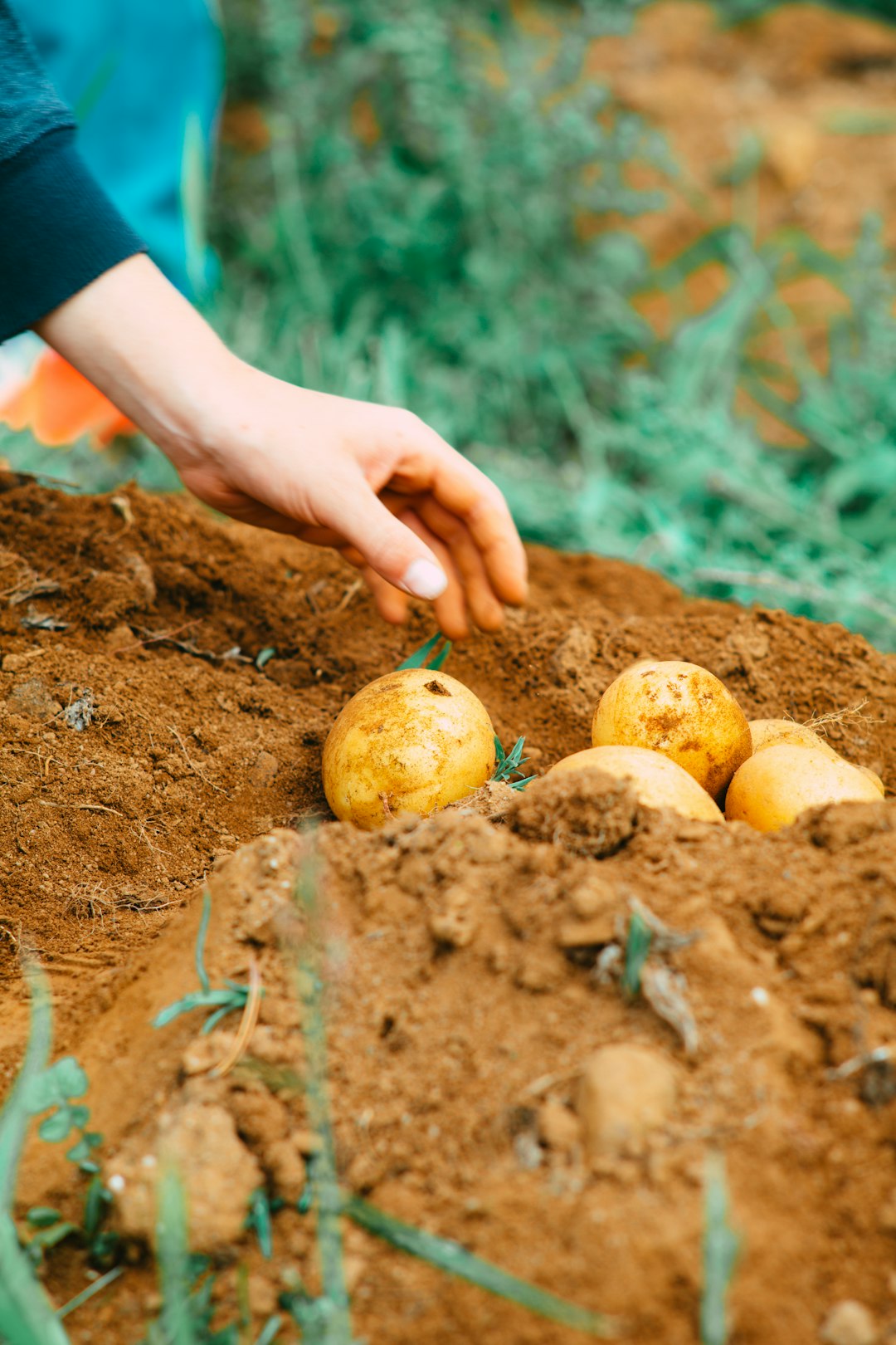Potatoes and the Green Revolution (image credits: unsplash)