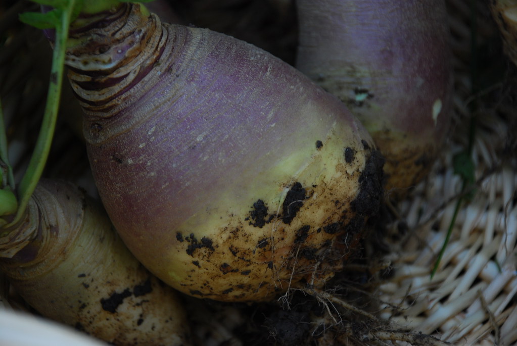 Storage and Selection Secrets (image credits: flickr)