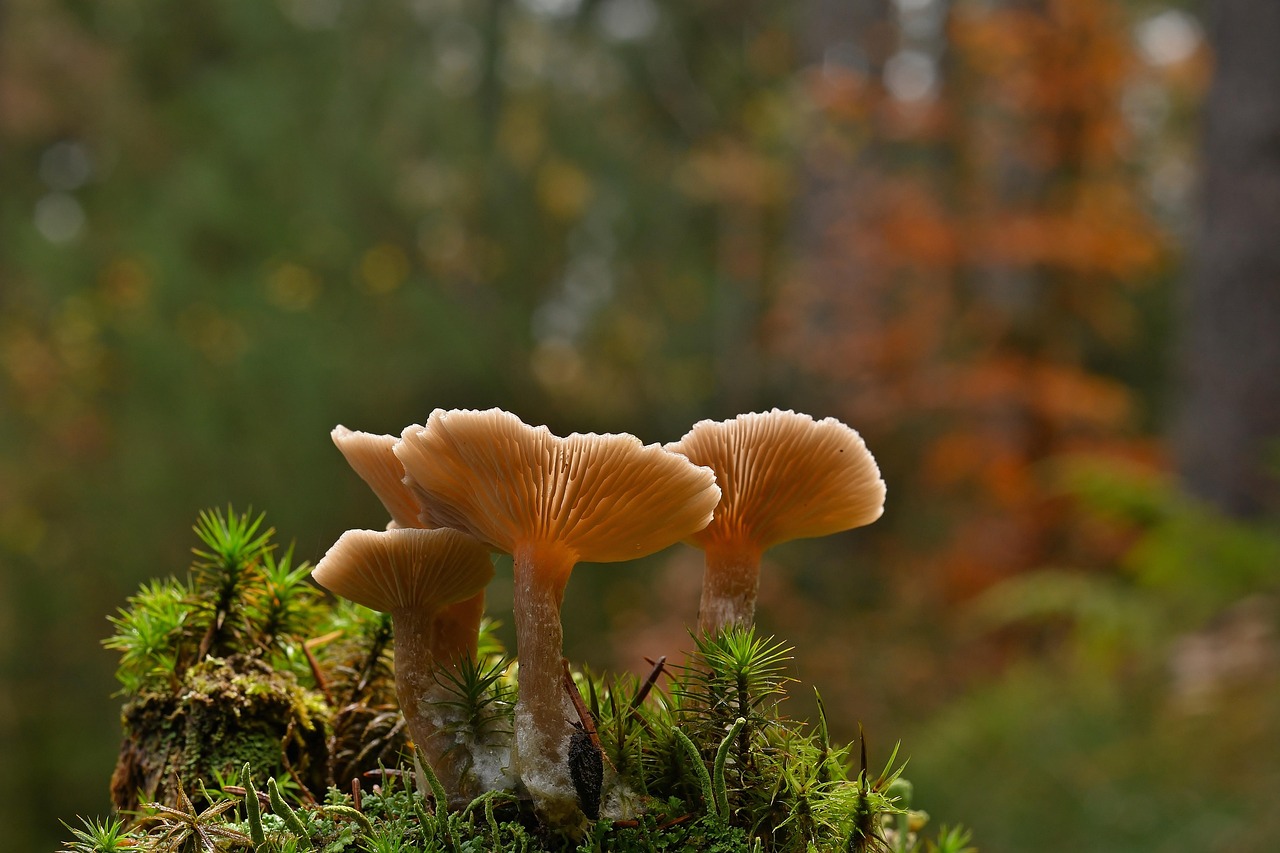 Wild Mushrooms as a Protein Source (image credits: pixabay)