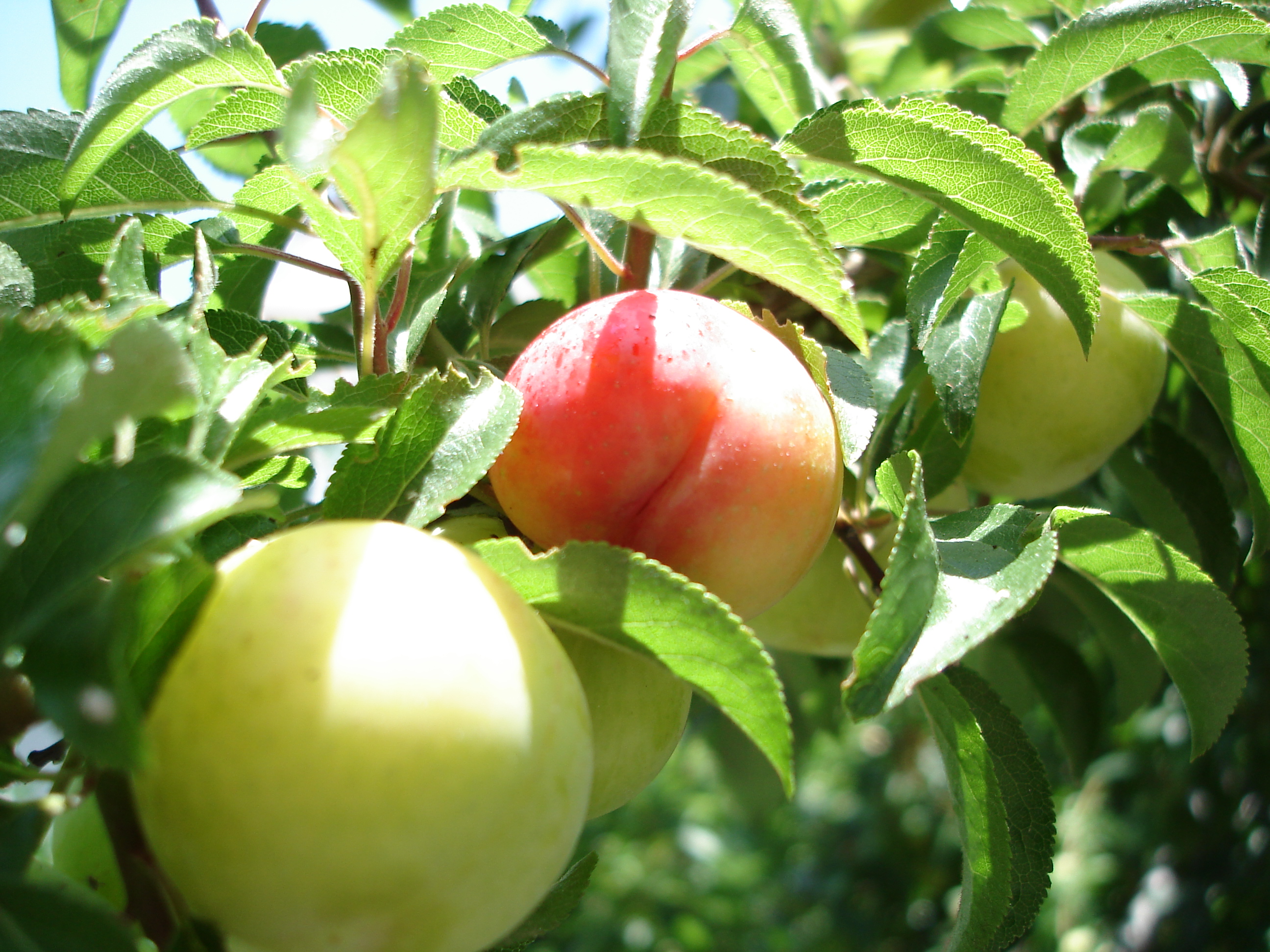 Plums & Prunes 🟣 (image credits: wikimedia)