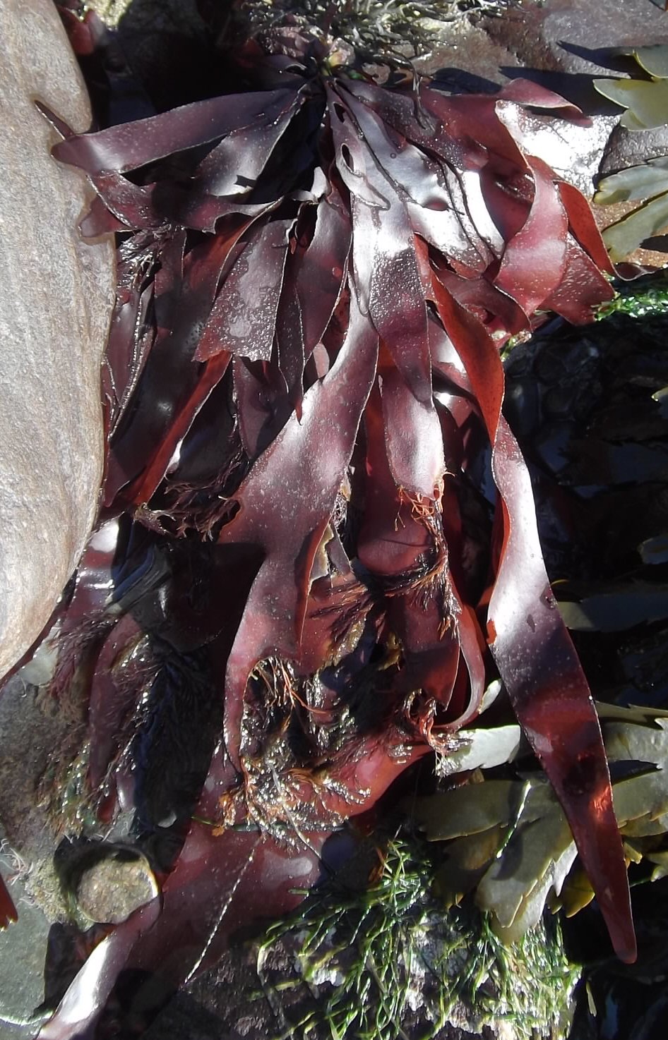 Dulse: The Bacon of the Sea (image credits: wikimedia)