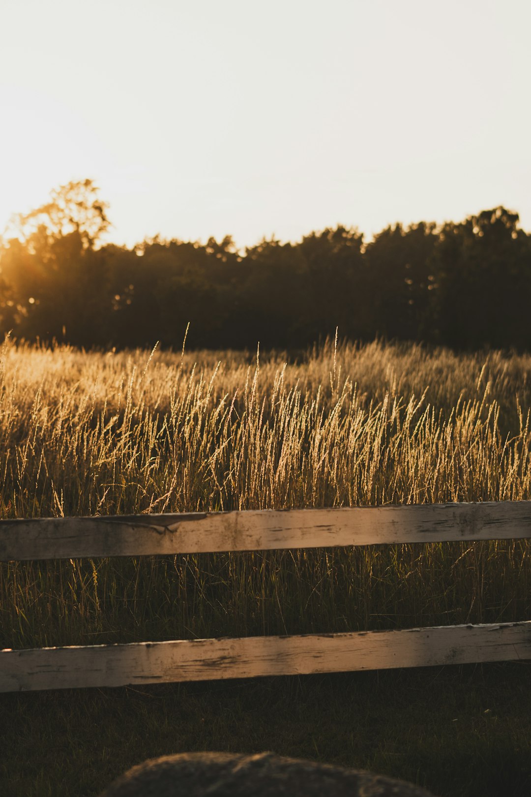 The Environmental Benefits of Growing Rye (image credits: unsplash)
