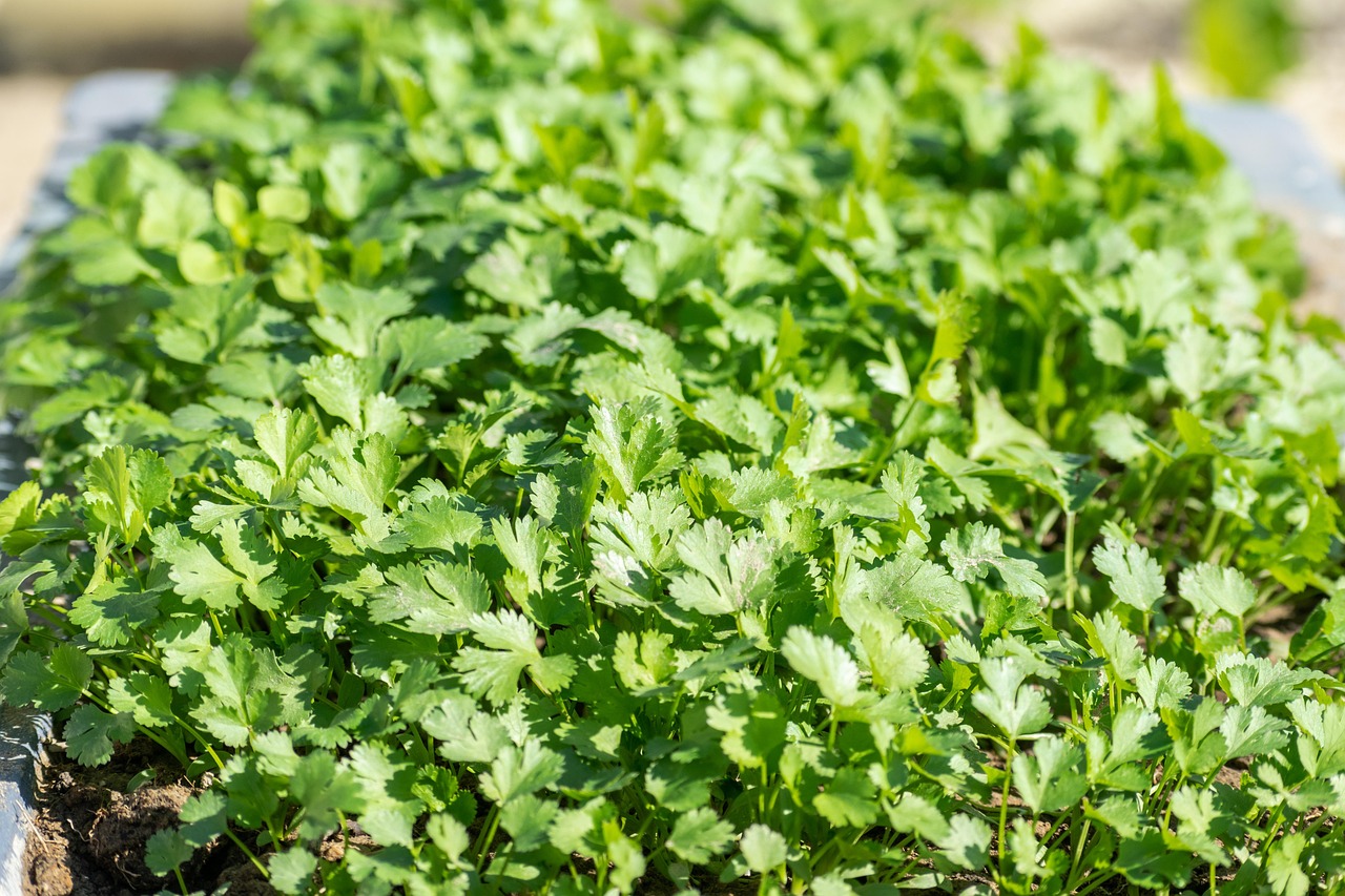 Parsley and Cilantro: Freshness and Flavor Lift (image credits: pixabay)