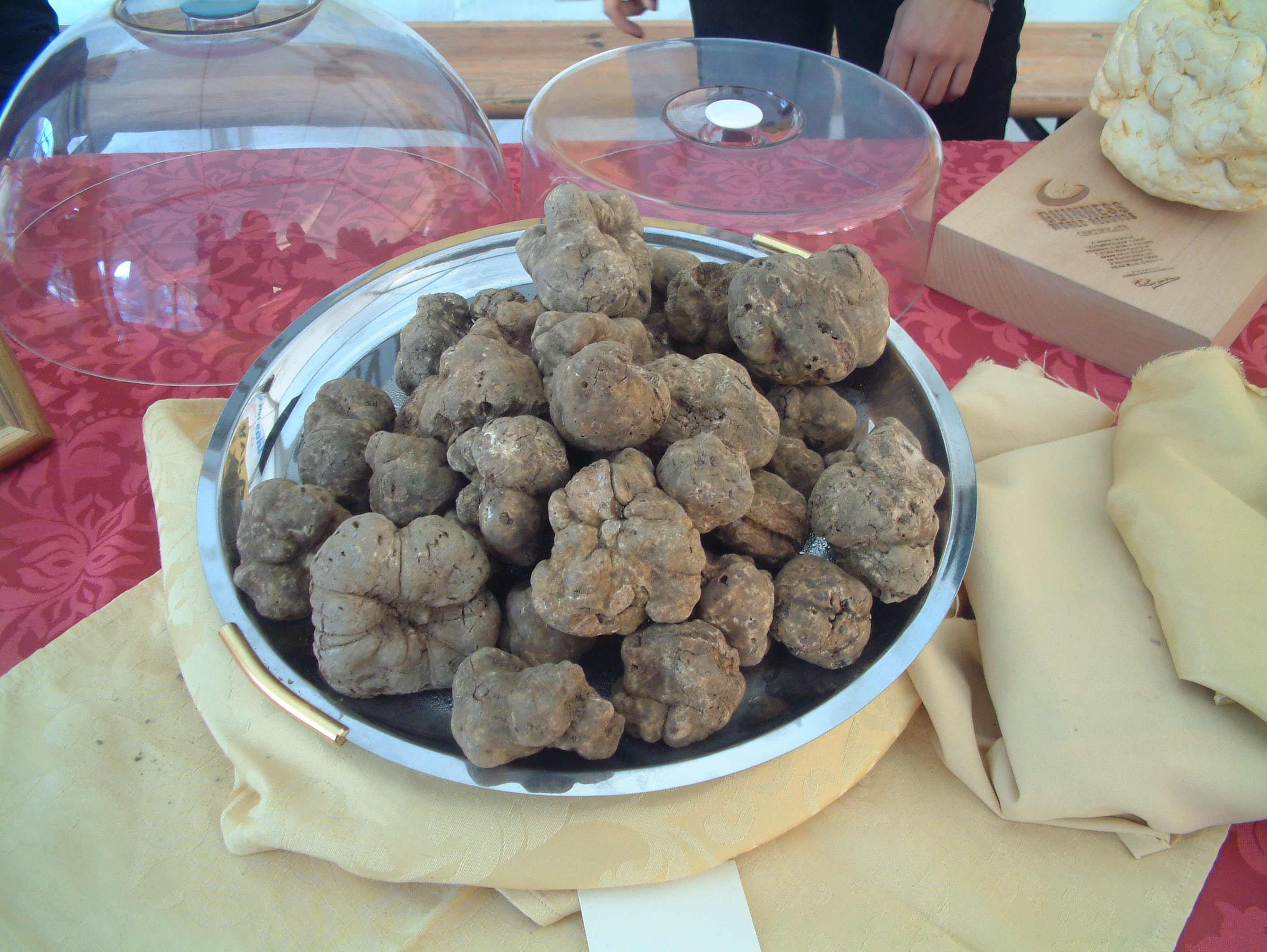 White Truffles - Italy's Underground Diamonds (image credits: wikimedia)