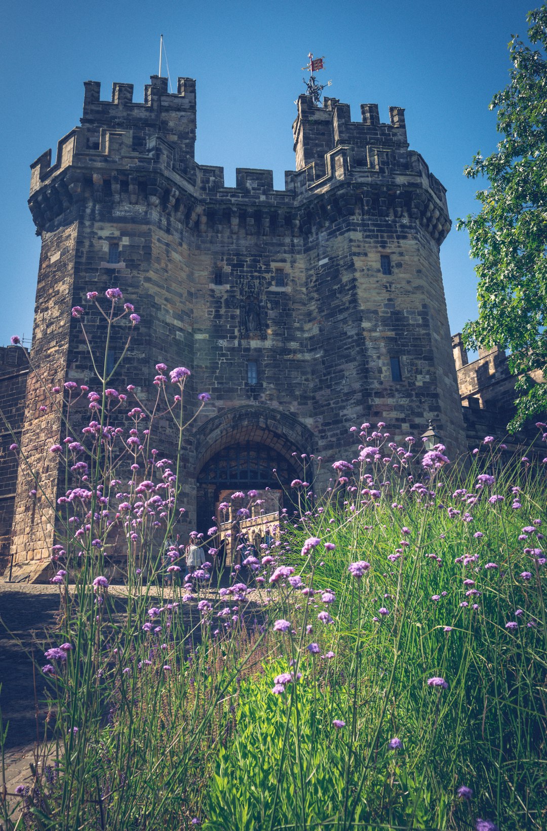 Lavender's Historical Roots (image credits: unsplash)